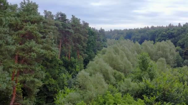 Zielone Naturalne Tło Latanie Nad Pięknym Zielonym Lasem Latem Lasy — Wideo stockowe