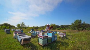 Apiculture. Arıcı arıları ahşap kovanda inceliyor. Yaz mevsiminde arı kovanları. Arı kovanında çerçeveli koruyucu şapkalı bir işçi..