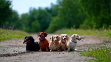 Farklı köpek türleri. Açık sözlü görünüyor. Farklı köpek türleri doğa arka planında sıralanmış durumda. Yeşil bahçe ya da orman geçmişi. Küçük cinslerin oturan köpeklerinin videosu.