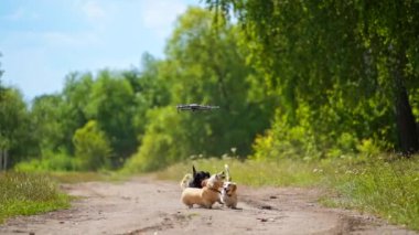 Dışarıda oynayan üç köpek. Yukarıya bakıyor ve ileriye koşuyor. Dronu ya da kuadrokopteri yakalamaya çalışıyorum. Doğa geçmişi. Küçük cinsler. Şirin köpeklerin videosu.