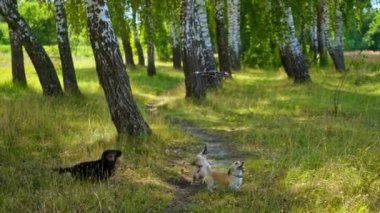 Dışarıda kuadrokopterle oynayan üç köpek. Ağaçların olduğu park yeri. Güneşli bir gün ve yeşil çimenler. Köpeklerin oynadığı video.