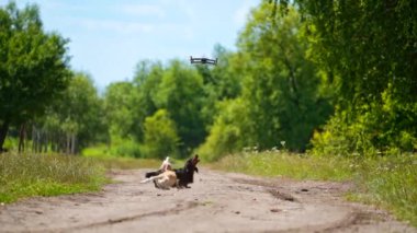 Evcil hayvanlar konsepti. Küçük köpekler dışarıda dronla oynuyorlar. Komik köpeklerin oynadığı bir video. Yaz doğası arka planı.