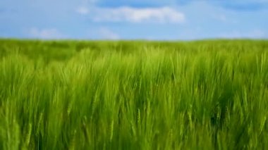 Mavi arka planda yeşil arpa tarlası. Yeşil tarlada ekin videosu. Yaz konseptinde hasat.