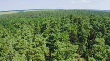 Orman pürüzsüz desen. Yukarıdan bak. Ahşap ya da orman üzerinde yeşil ağaçlarla hava manzarası.