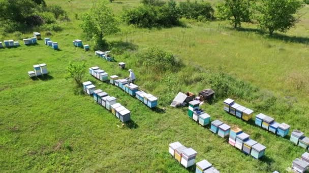 緑のフィールドに仮 蜂を検査する養蜂家と養蜂家の上からの眺め 蜂が巣の上を飛んでる 養蜂の概念 空中風景 — ストック動画