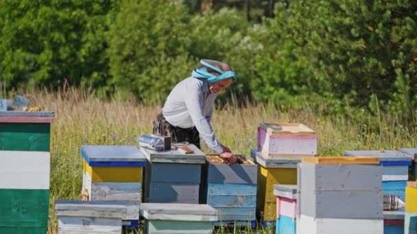 养蜂人在养蜂场工作 快乐的养蜂人在框架上检查蜂窝 在木制蜂箱附近的围观者 — 图库视频影像