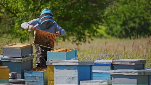 Процесс Пчеловодства Апиарист Защитной Шляпе Присматривает Пчелами Сотах Пасеке Синие — стоковое видео