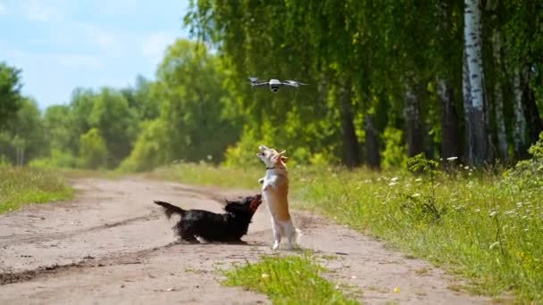 Due Cani Che Saltano Sullo Sfondo Della Natura Cani Piccola — Video Stock