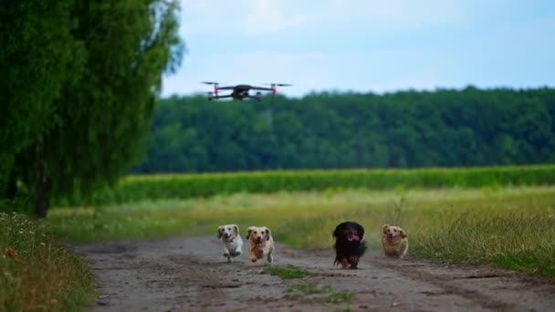 Fyra Hundar Springer Utomhus Försöker Hoppa Och Fånga Dron Video — Stockvideo