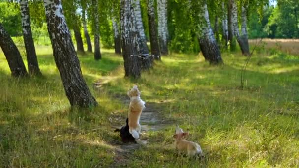 三只狗叫着蚂蚁飞着 狗试图抓住四足动物 玩狗的视频 自然和树木背景 真正的视频 — 图库视频影像