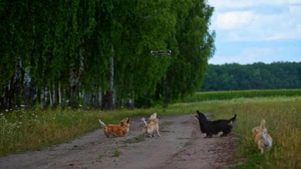 Чотири Собаки Грають Вулиці Дроном Щасливі Собаки Фоні Природи Маленькі — стокове відео