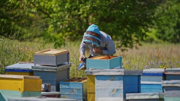 Рабочие Пчелы Медовых Клетках Много Полезных Насекомых Раме Возле Улья — стоковое видео