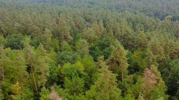 Вид Повітря Ліс Під Хмарами Влітку Текстура Зеленого Дерева Вид — стокове відео