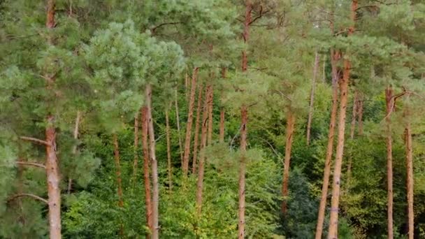 Pinhais Floresta Paisagem Árvores Altas Dron Vídeo Aéreo Madeira Conceito — Vídeo de Stock