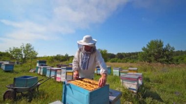Güneşli bir günde arılarla dolu bal hücresi. Apiculture. Apiary. Arı kovanında çalışan bir adam. Koruyucu giysiler. Apiculture. Arıcılık konsepti. Çalışan arıcının videosu.