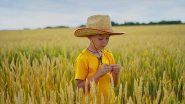 Tarım alanında bir çocuk. Hasır şapkalı küçük çiftçi çocuk açık yaz gününde buğdayın arasında duruyor. Sarı başakların arasında sağlıklı bir çocuk.