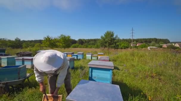 Arıcı Elinde Arılarla Bir Bal Hücresi Tutuyor Apiculture Apiary Güneşli — Stok video