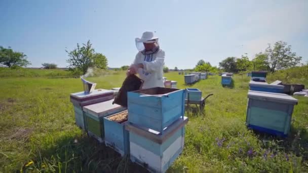 Ein Imker Mit Schleier Imkerstand Zwischen Bienenstöcken Sommer Sonniger Tag — Stockvideo