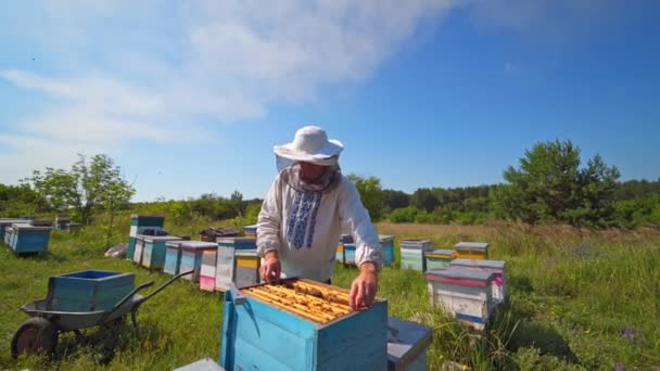 Güneşli Bir Günde Arılarla Dolu Bal Hücresi Apiculture Apiary Arı — Stok video