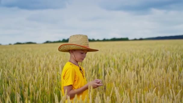 Schattig Kind Landbouwgrond Zomer Kleine Jongen Inspecteert Tarwe Spikeletten Natuur — Stockvideo