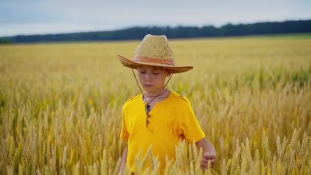 小农场主的画像 黄田上戴草帽的男孩 穿着黄色T恤的可爱孩子在农田里摸小穗 — 图库视频影像