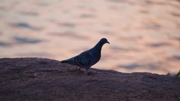 Akşam Suyuna Yakın Bir Güvercin Güvercin Gün Batımında Yiyecek Bulmak — Stok video