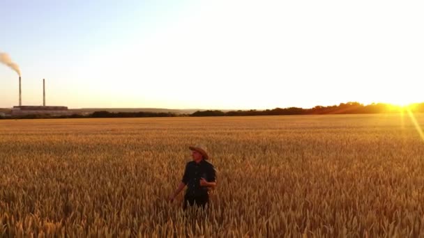 農学者は日没時に畑で小麦を試験する わら帽子の農民は夕方に工場の背景に黄金のフィールドを歩きます — ストック動画