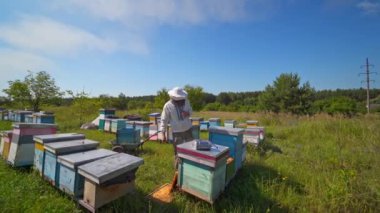 Güneşli bir günde doğanın huzuru. Yazın arı kovanlarını kontrol eden koruyucu şapkalı bir arı yetiştiricisi. Arılar kurdeşene bal taşır. Apiculture kavramı.