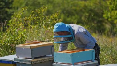 Arı yetiştiricisi arıda. Apiarist, arıları yeşil doğada inceliyor. Yazın ahşap arı kovanlarının yanında koruyucu şapkalı çiftçi..