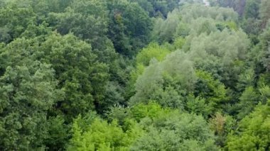 Açık yeşil ağaçlardan oluşan bir orman. Köyün arka planındaki ağaçların muhteşem manzarası. Yazın taze doğa. Hava manzarası.