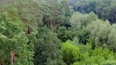 Ormanın taze manzarası. Yazın uzun çam ağaçları ve karışık yeşil ağaçları olan güzel bir orman. Hava görüntüsü. Yavaş çekim.