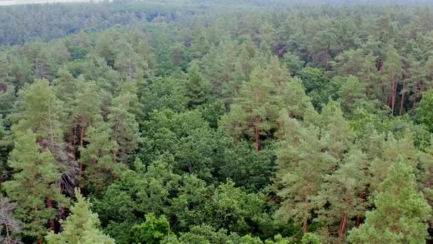 Cenário Verde Tops Árvores Árvores Mistas Floresta Pela Manhã Linda — Vídeo de Stock