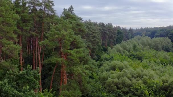 Красиве Зелене Дерево Влітку Високі Соснові Дерева Верхівки Коротких Змішаних — стокове відео