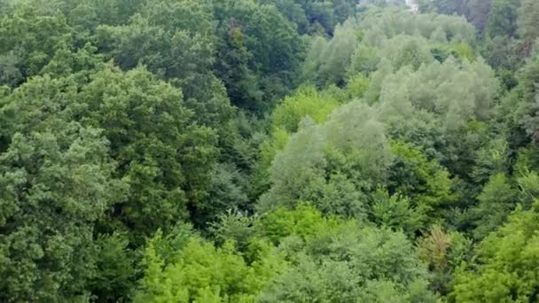 Foresta Verde Chiaro Alberi Misti Incredibile Vista Sulle Cime Degli — Video Stock