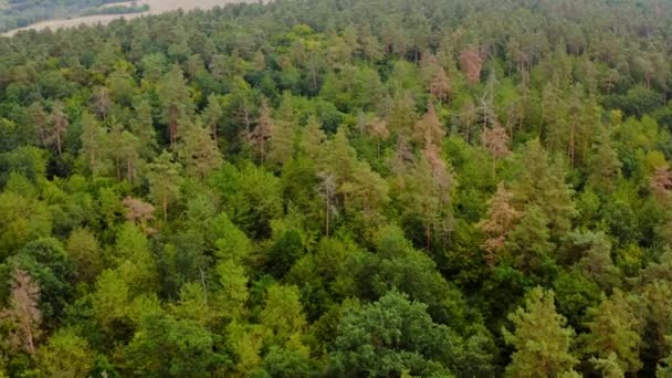 Lindo Bosque Voo Sobre Topos Das Árvores Verdes Floresta Verão — Vídeo de Stock