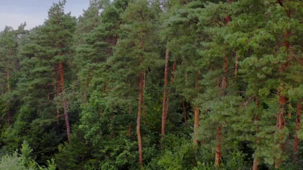 Floresta Verde Pinhais Bosques Padrão Árvores Maravilhosa Floresta Verde Coníferas — Vídeo de Stock