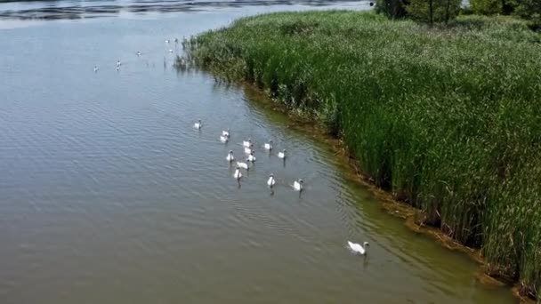 白人スワンのグループ 美しい若いスワンが夏に川で泳いでいる 鳥が水に浮かんでいる 上からの眺め — ストック動画