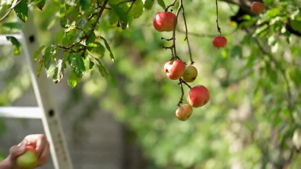 人の手は木からりんごを涙する リンゴの木から熟した果実を摘み取る農民 庭の枝に赤いリンゴが付いています オーガニックフルーツの栽培 — ストック動画