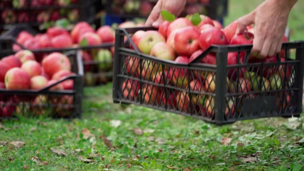 人把苹果放在地上的抽屉里 许多抽屉里都放着收获的有机苹果 初秋收获的果实 — 图库视频影像