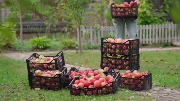 Maçãs Colheita Caixas Livre Frutos Vermelhos Maduros Gavetas Jardim Homem — Vídeo de Stock