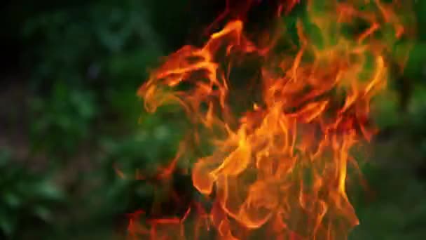 Bulanık Doğa Arka Planında Yangın Alevi Canlı Ateş Dillerinin Hareketi — Stok video