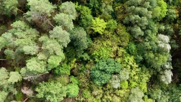 Smíšené Stromy Lese Létání Nad Vrcholky Lesa Zelené Přírodní Pozadí — Stock video