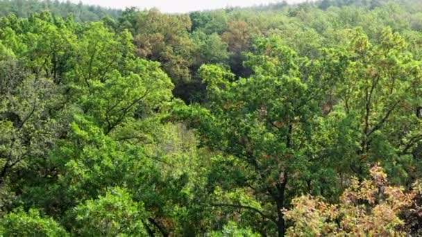 Zelený Les Přírodní Krajina Létě Malý Trávník Lese Jasného Počasí — Stock video