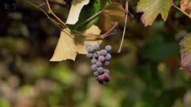 Asma ağacında bir demet taze üzüm. Kadın sonbaharda üzüm bağında üzüm topluyor. Dalda sallanan sulu mor bir meyve. Yakın plan..