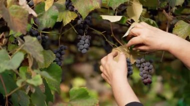 Kadın üzüm topluyor. Üzüm bağında mor üzüm toplayan bir kadın. Üzüm asmasına asılmış taze üzümlü dallar. Sağlıklı meyve.