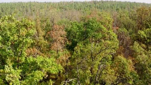 Vecchi Alberi Nella Foresta Alberi Verdi Senza Foglie Estate Paesaggio — Video Stock