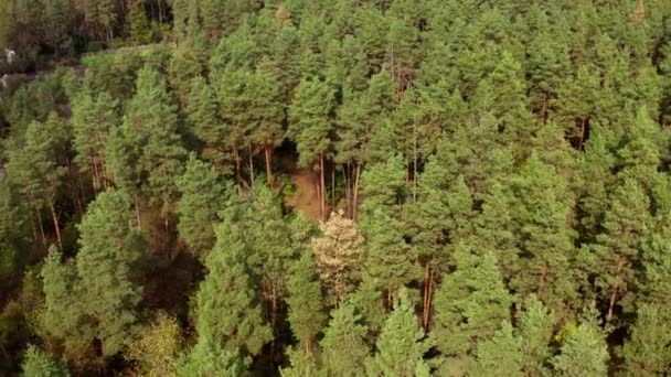 Sfondo Pini Foresta Verde Conifere Bellissimo Paesaggio Della Natura Nella — Video Stock