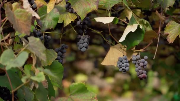 Виноград Виноградних Гілках Свіжі Органічні Фрукти Висять Винограднику Фіолетові Ягоди — стокове відео