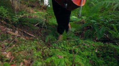 Bir kadının bacakları ve açık havada müzik aleti. Yeşil ormanda yürüyen çıplak ayaklı bir kadın. Kadın ormanda yürürken kırmızı çello tutuyor. Yakın plan..