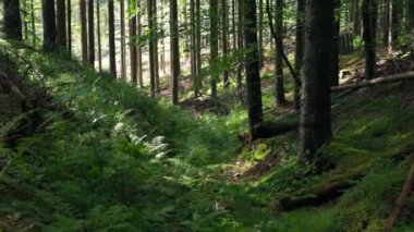 Woods içeride. Taze yeşil eğreltiotu bitkileri ve ormanda yetişen sağlıklı yosunlar. Güzel yeşil doğa. Yazın dağlık ormanlarda ağaçlar.